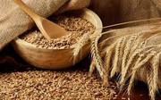 Закупаем зерно фуражное(пшеница,  ячмень,  тритикале,  кукуруза)