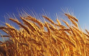 пшеницу , организация закупает по хорошей цене, постоянно
