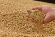 Закупаем зерно фуражное по всей РБ.