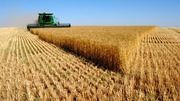 Продам пшеницу фуражную,  1000 тонн,  предоплата,  оплата по факту.